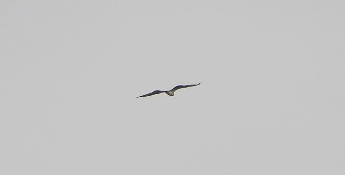Balbuzard pêcheur 