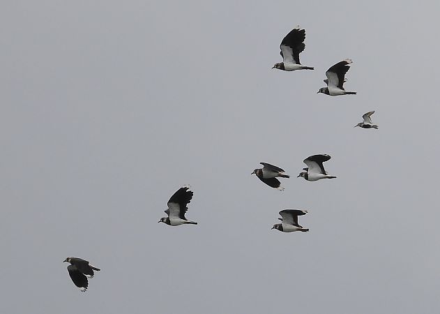 Bécasseau variable 