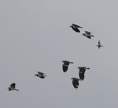Bécasseau variable 