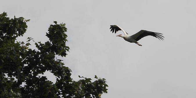 Cigogne blanche 