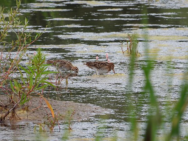 Common Snipe 