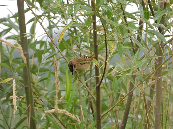 Phragmite des joncs 