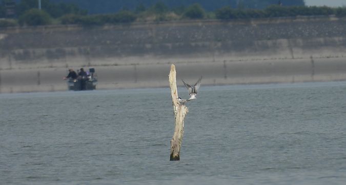 Common Tern 