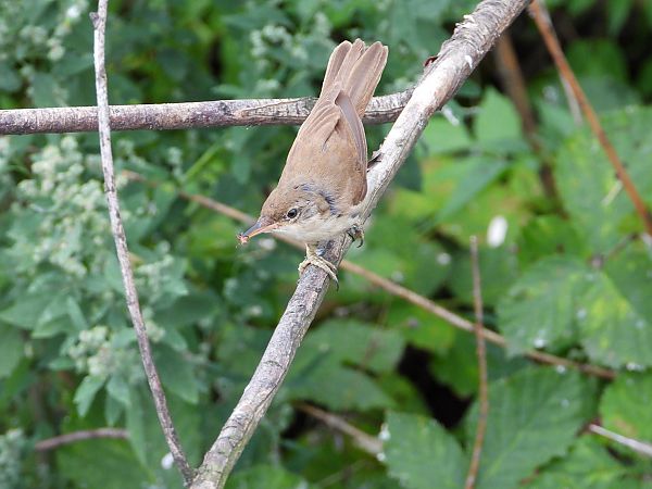 Rousserolle effarvatte 