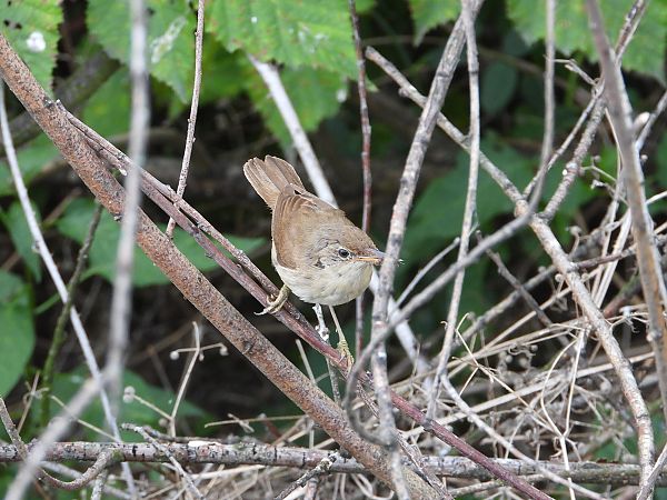 Rousserolle effarvatte 