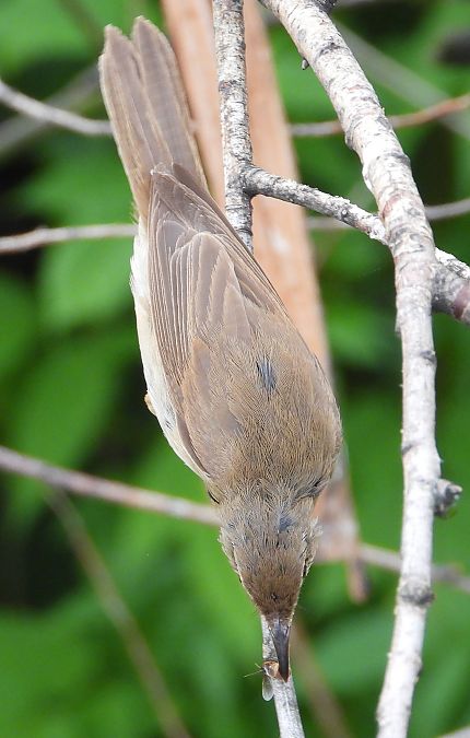 Rousserolle effarvatte 