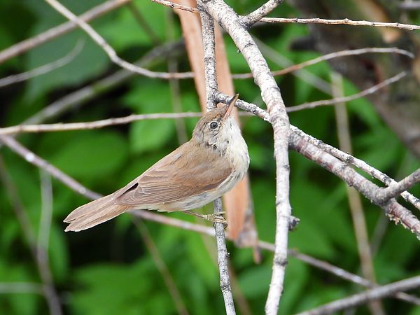 Rousserolle effarvatte 