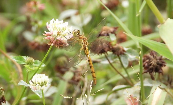 szablak południowy  - Jarosław Słowikowski