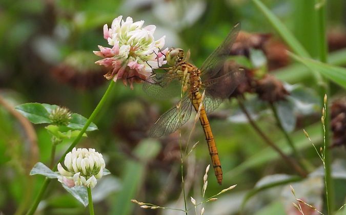 szablak południowy  - Jarosław Słowikowski