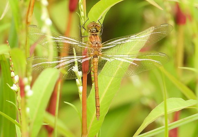 szablak południowy  - Jarosław Słowikowski