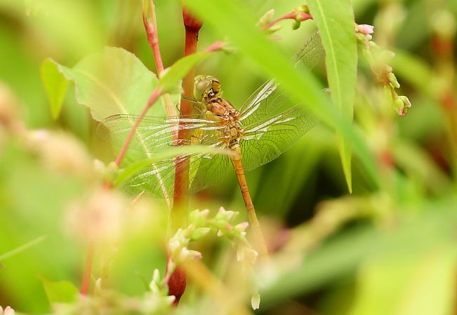 szablak południowy  - Jarosław Słowikowski