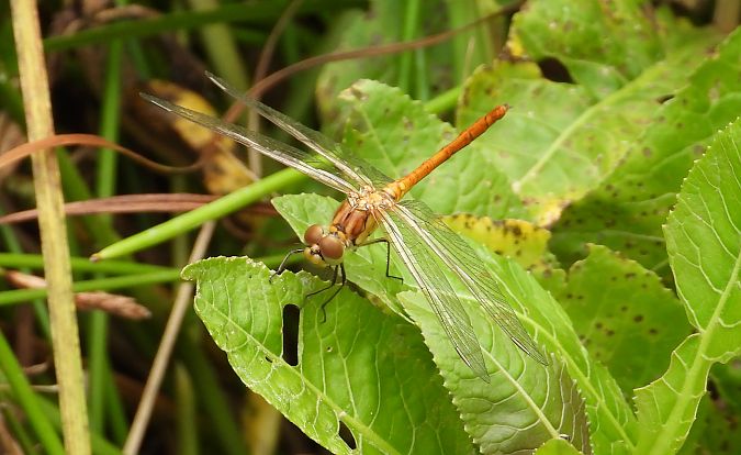 szablak południowy  - Jarosław Słowikowski
