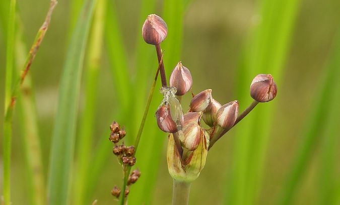 Pennipatte bleuâtre 