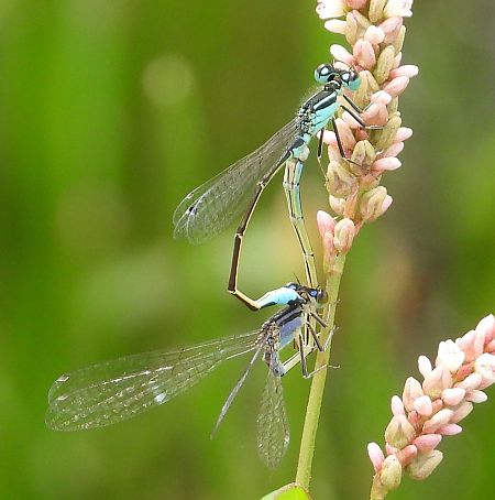 tężnica wytworna  - Jarosław Słowikowski