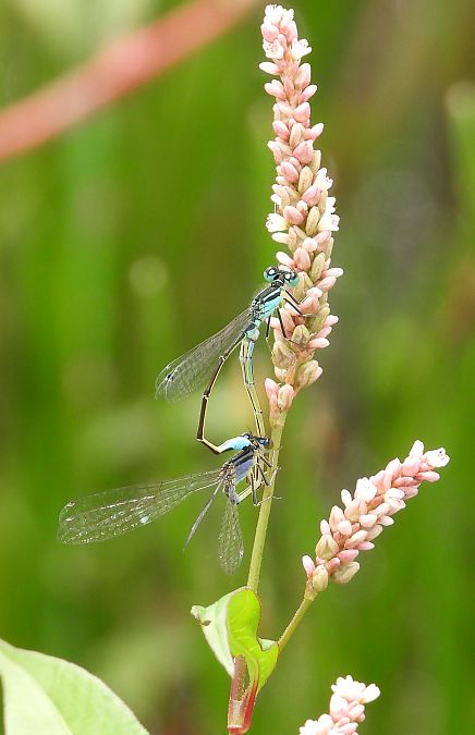 tężnica wytworna  - Jarosław Słowikowski