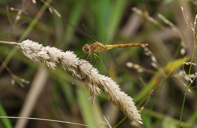 szablak południowy  - Jarosław Słowikowski