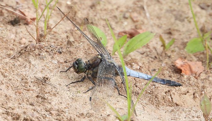 lecicha pospolita  - Jarosław Słowikowski