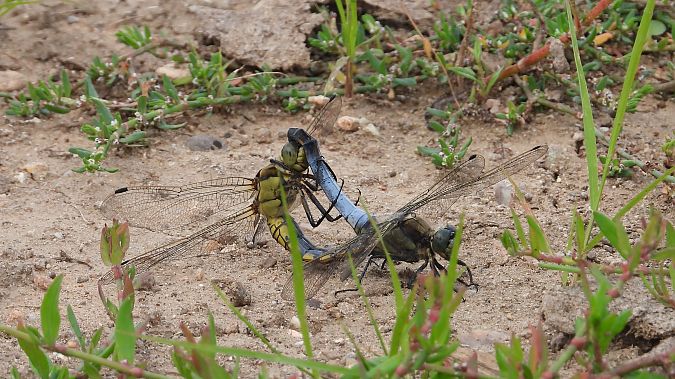 lecicha pospolita  - Jarosław Słowikowski