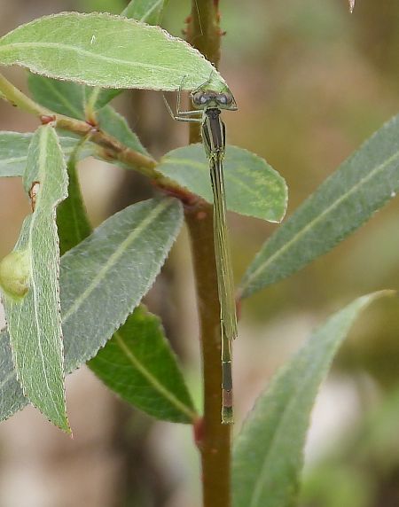 tężnica mała  - Jarosław Słowikowski