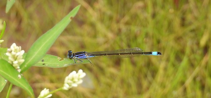 tężnica wytworna  - Jarosław Słowikowski