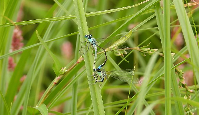 Große Pechlibelle  - Jarosław Słowikowski