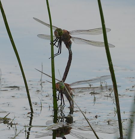 husarz władca  - Jarosław Słowikowski