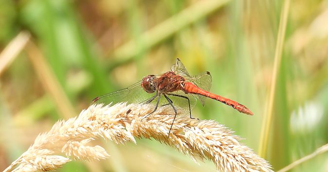 szablak krwisty  - Jarosław Słowikowski
