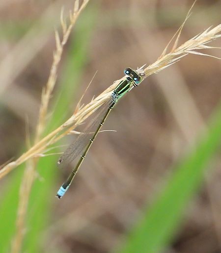 tężnica mała  - Jarosław Słowikowski
