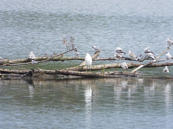 Aigrette garzette 