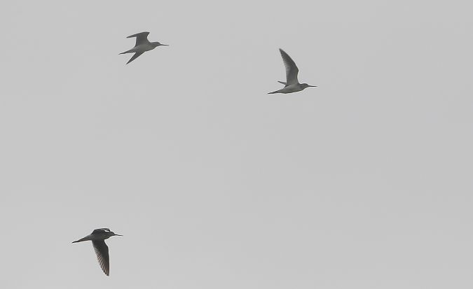 Common Greenshank 