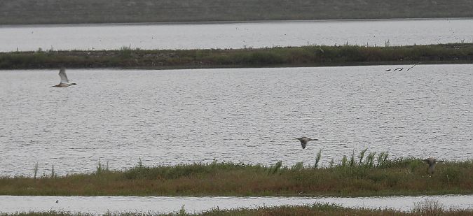 Eurasian Curlew 