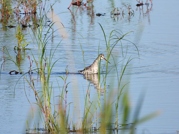 Spotted Redshank 