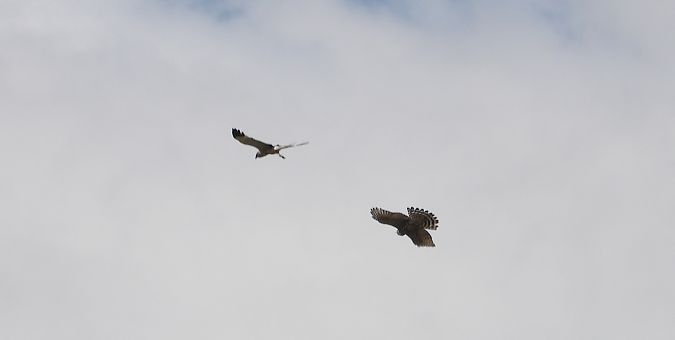 Eurasian Goshawk 