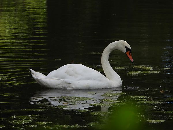 Cygne tuberculé 