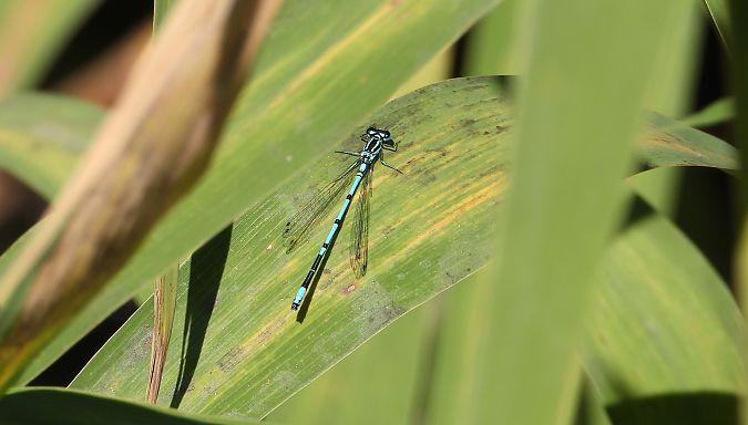 Azure Bluet  - Jarosław Słowikowski