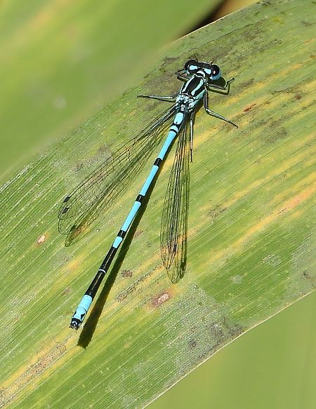 Hufeisen-Azurjungfer  - Jarosław Słowikowski