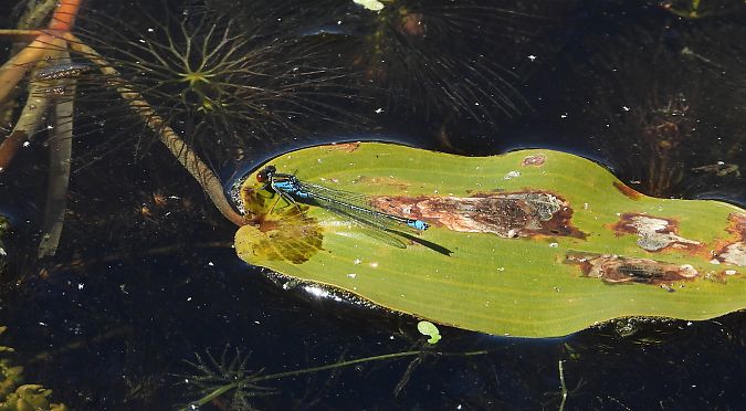Large Redeye  - Jarosław Słowikowski