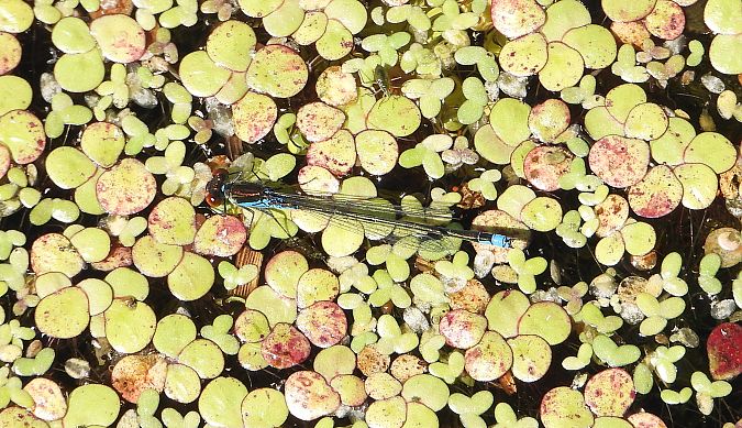 Naïade aux yeux rouges 