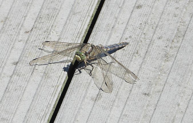lecicha pospolita  - Jarosław Słowikowski