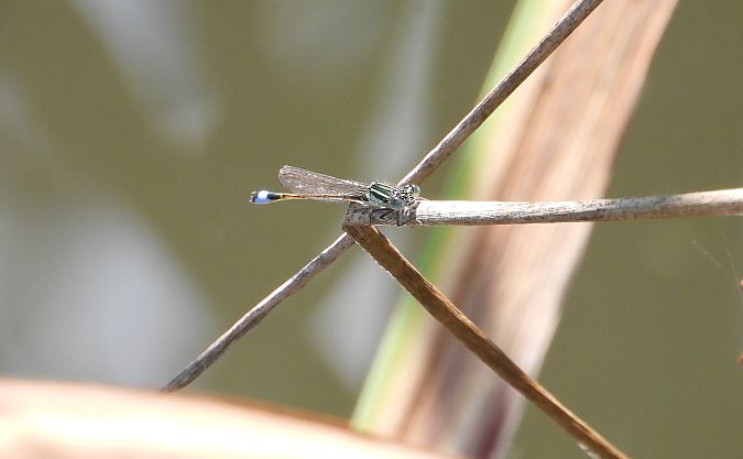 Common Spreadwing  - Jarosław Słowikowski