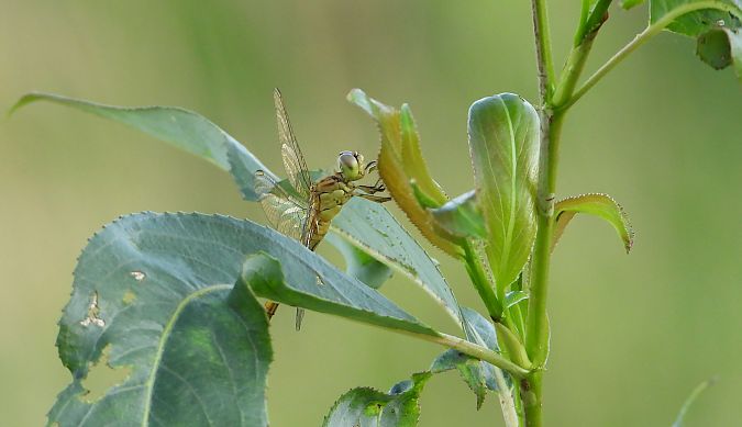 Moustached Darter  - Jarosław Słowikowski