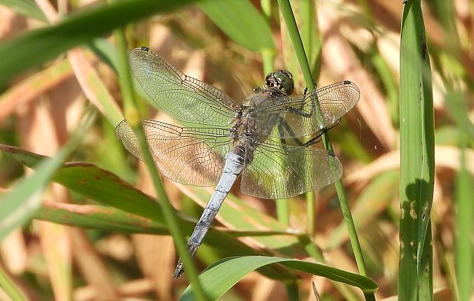 lecicha pospolita  - Jarosław Słowikowski