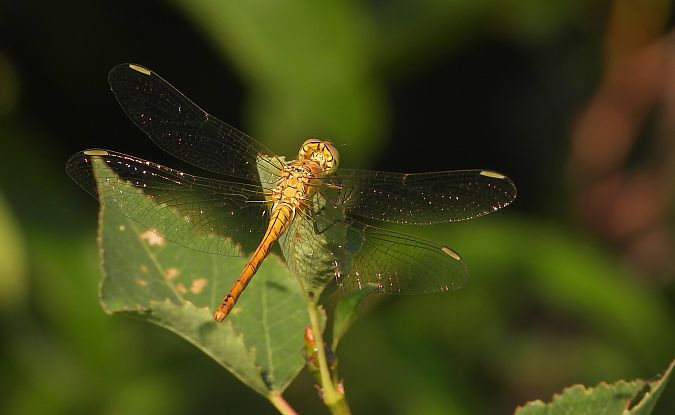 szablak południowy  - Jarosław Słowikowski