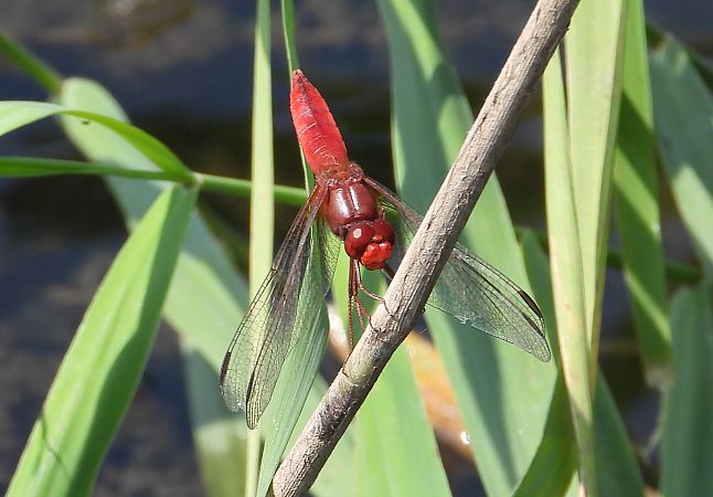 szafranka czerwona  - Jarosław Słowikowski