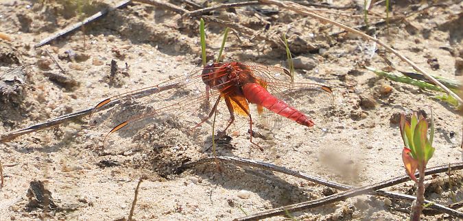 Crocothémis écarlate  - Jarosław Słowikowski