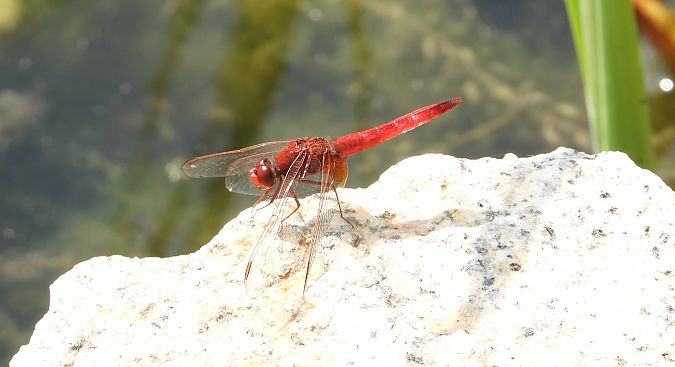 Crocothémis écarlate 