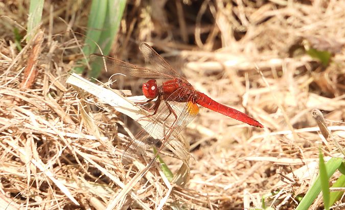 Crocothémis écarlate 
