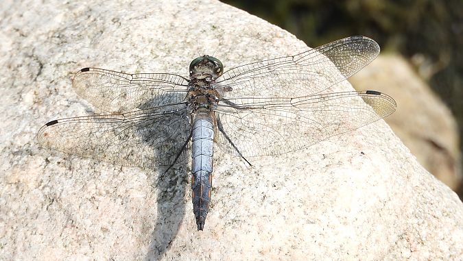 lecicha pospolita  - Jarosław Słowikowski