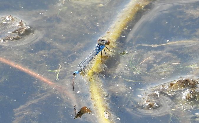 oczobarwnica większa  - Jarosław Słowikowski