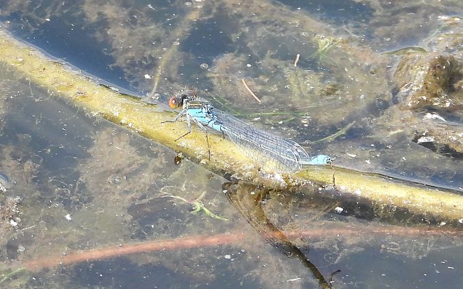 Naïade aux yeux rouges 